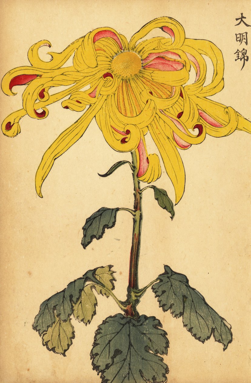 Chrysanthème hybride jaune irrégulier, 1893 (gravure) - Keika Hasegawa
