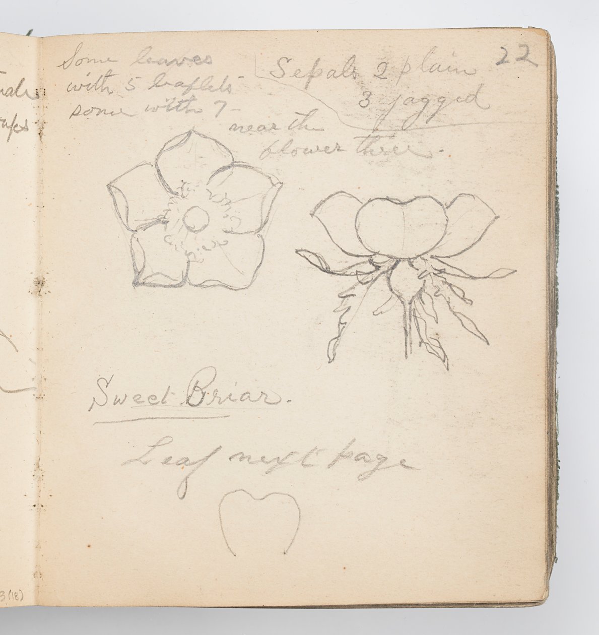 Page de carnet de croquis : Églantine - Kenyon Cox