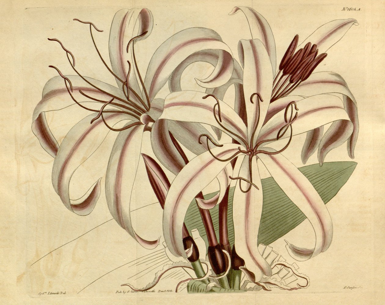 Crinum amabile - Ker Gawler