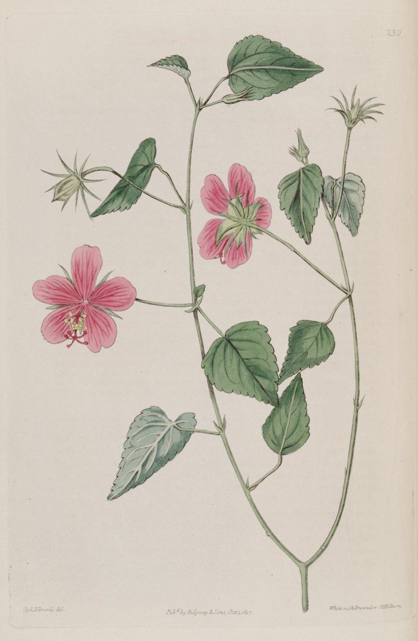 Hibiscus phoeniceus - Ker Gawler