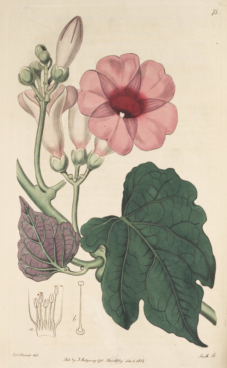 Ipomoea mauritiana - Ker Gawler