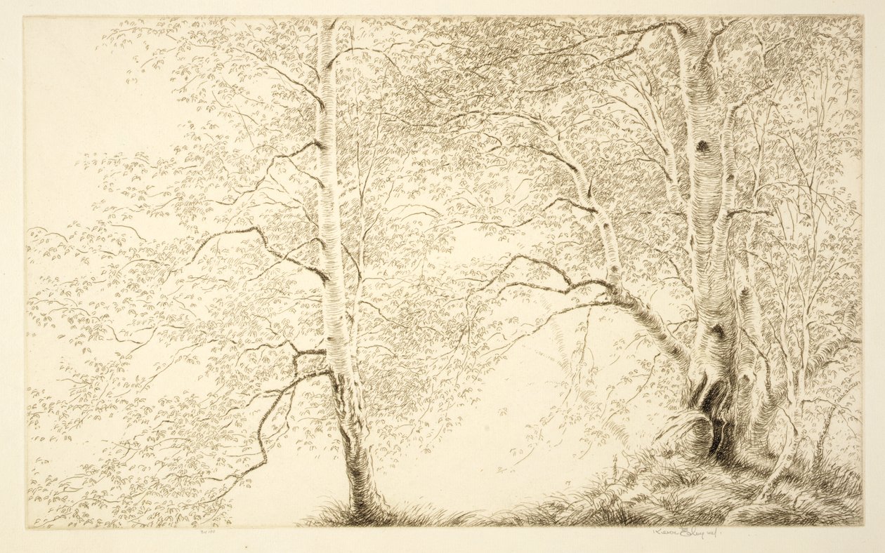Birches - Kerr Eby
