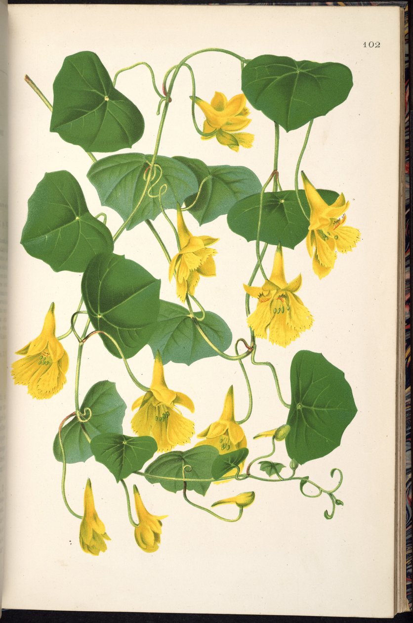 Tropaeolum pendulum - Klotzsch