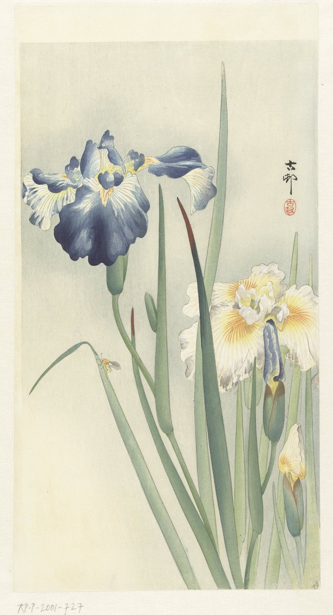 Iris - Ohara Koson