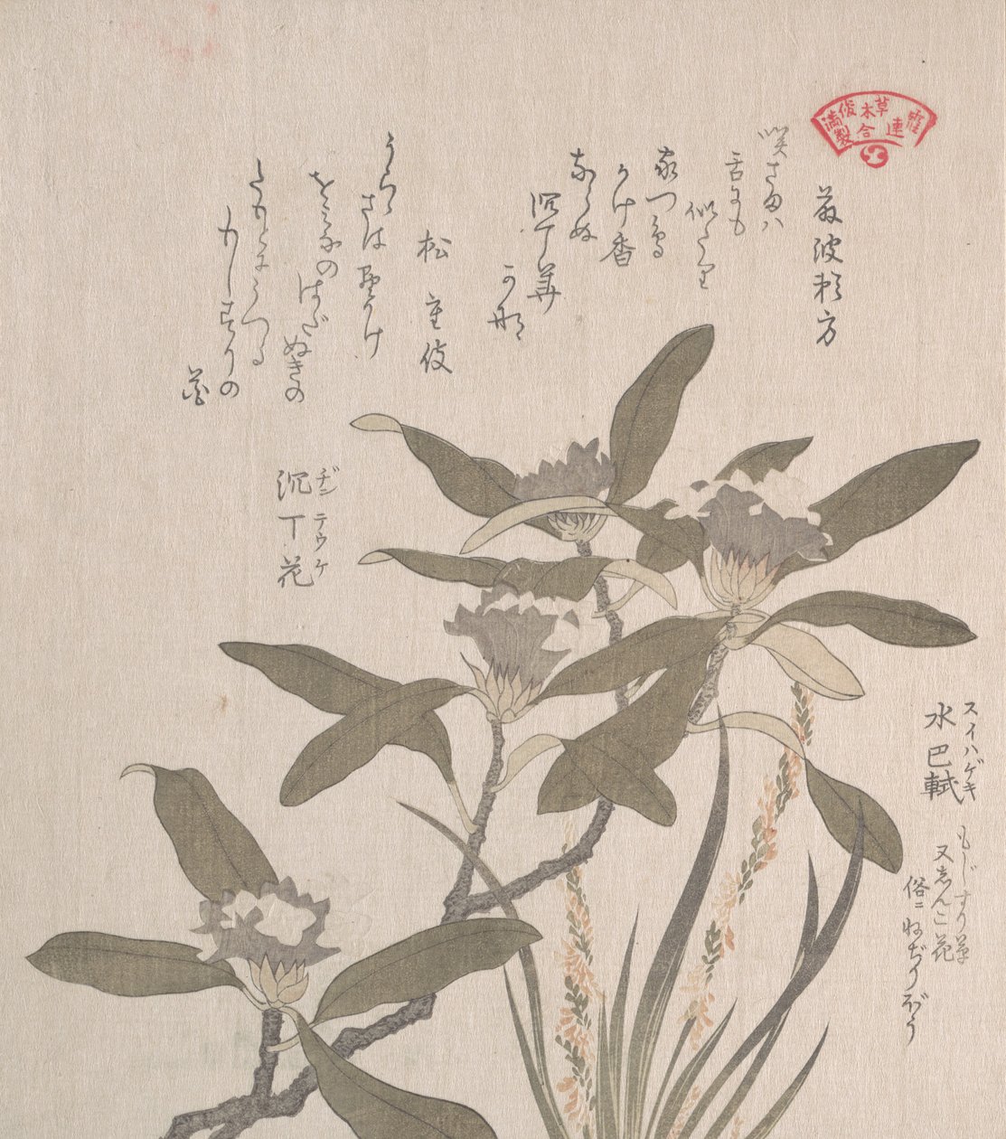 Daphne odora et Mojisuri-so, 19ème siècle - Kubo Shunman