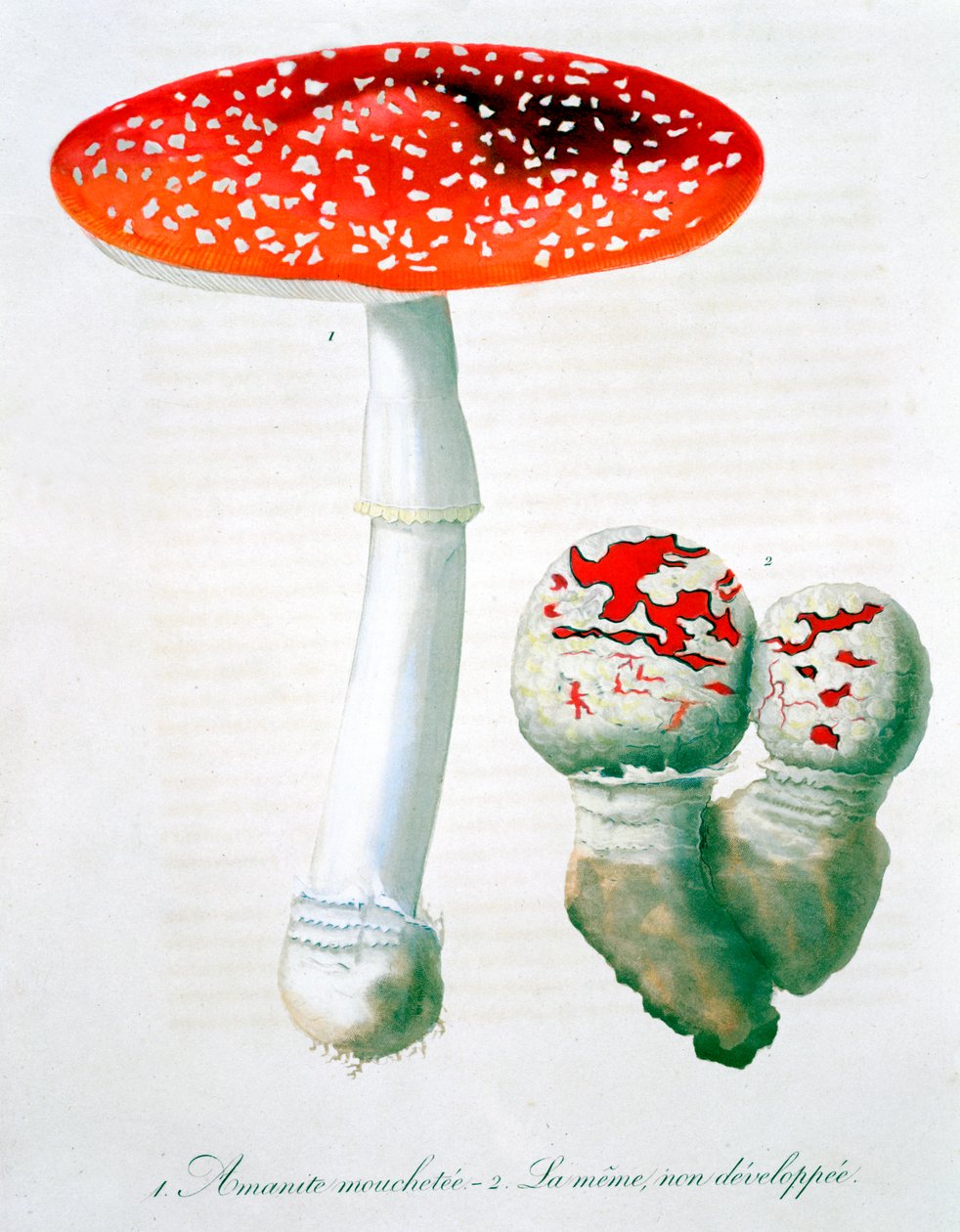 Amanite tue-mouches, 1821 - LFJ Hoquart