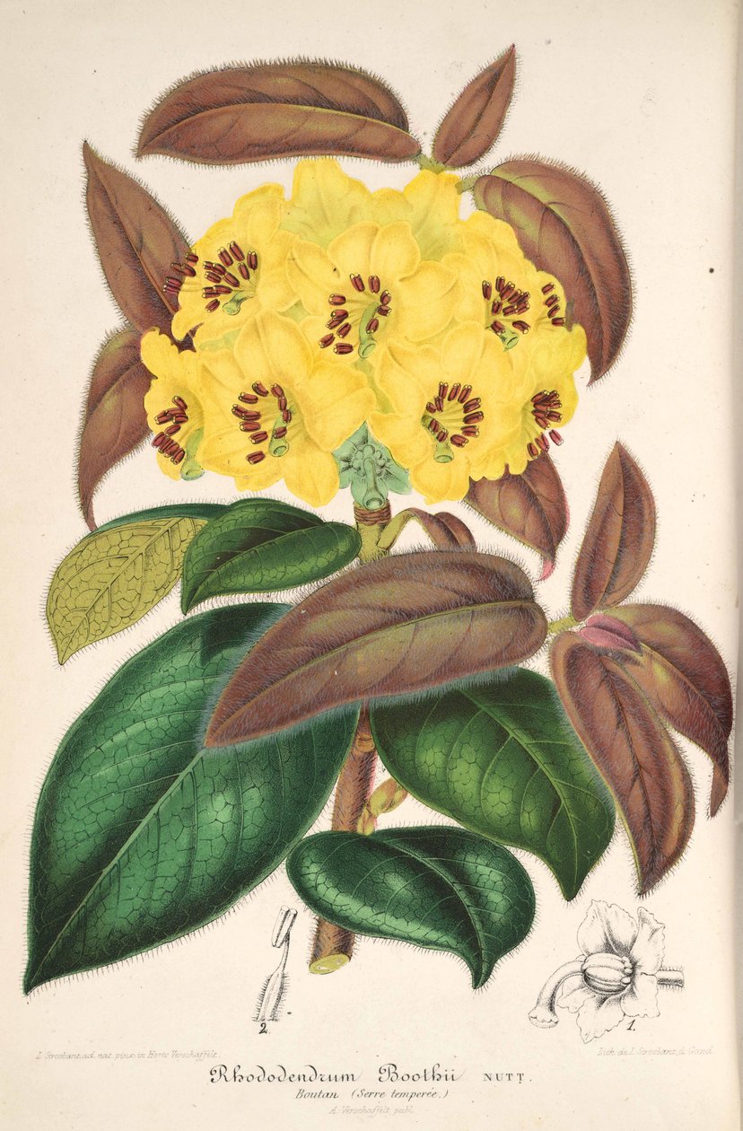 Rhododendron boothii - L’Illustration horticole