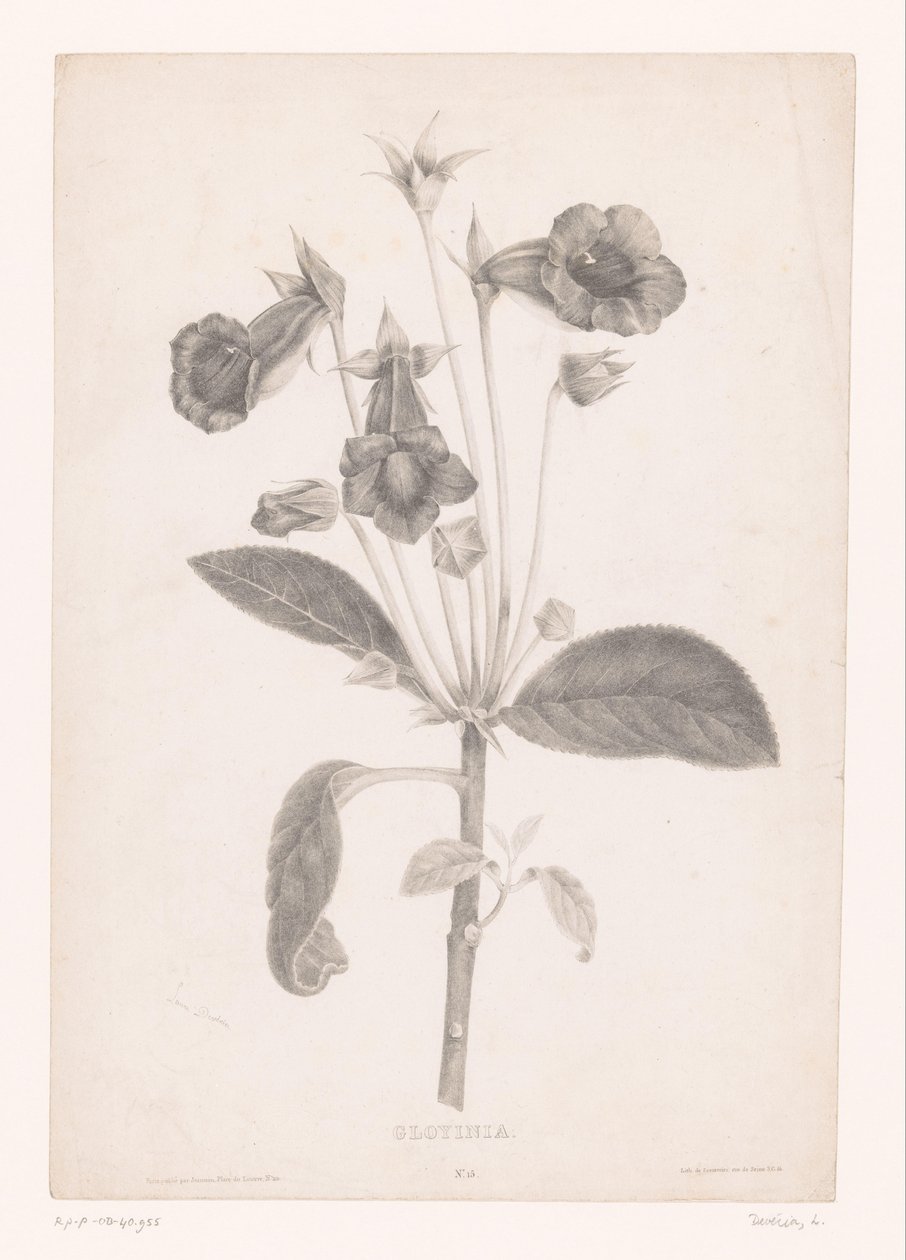 Gloxinia - Laure Devéria
