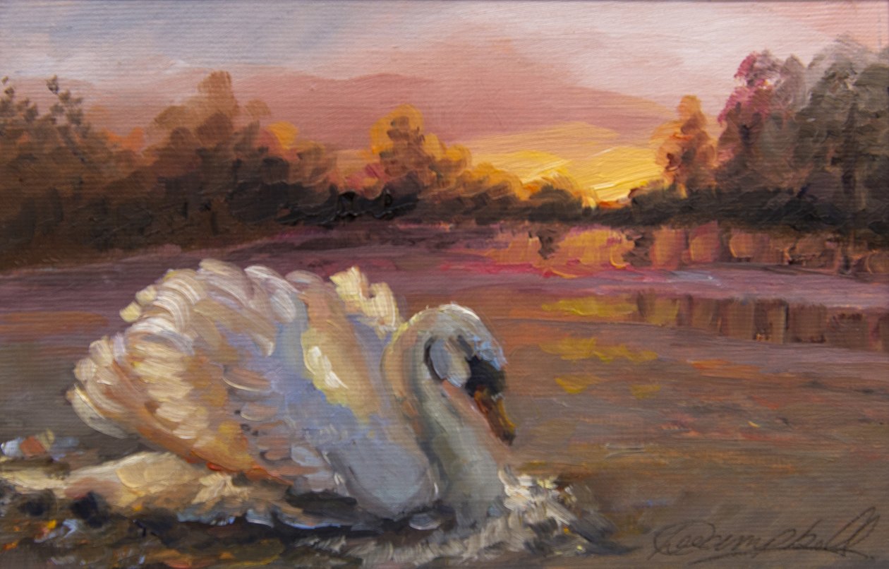Cygne au lever du soleil, 2016 - Lee Campbell