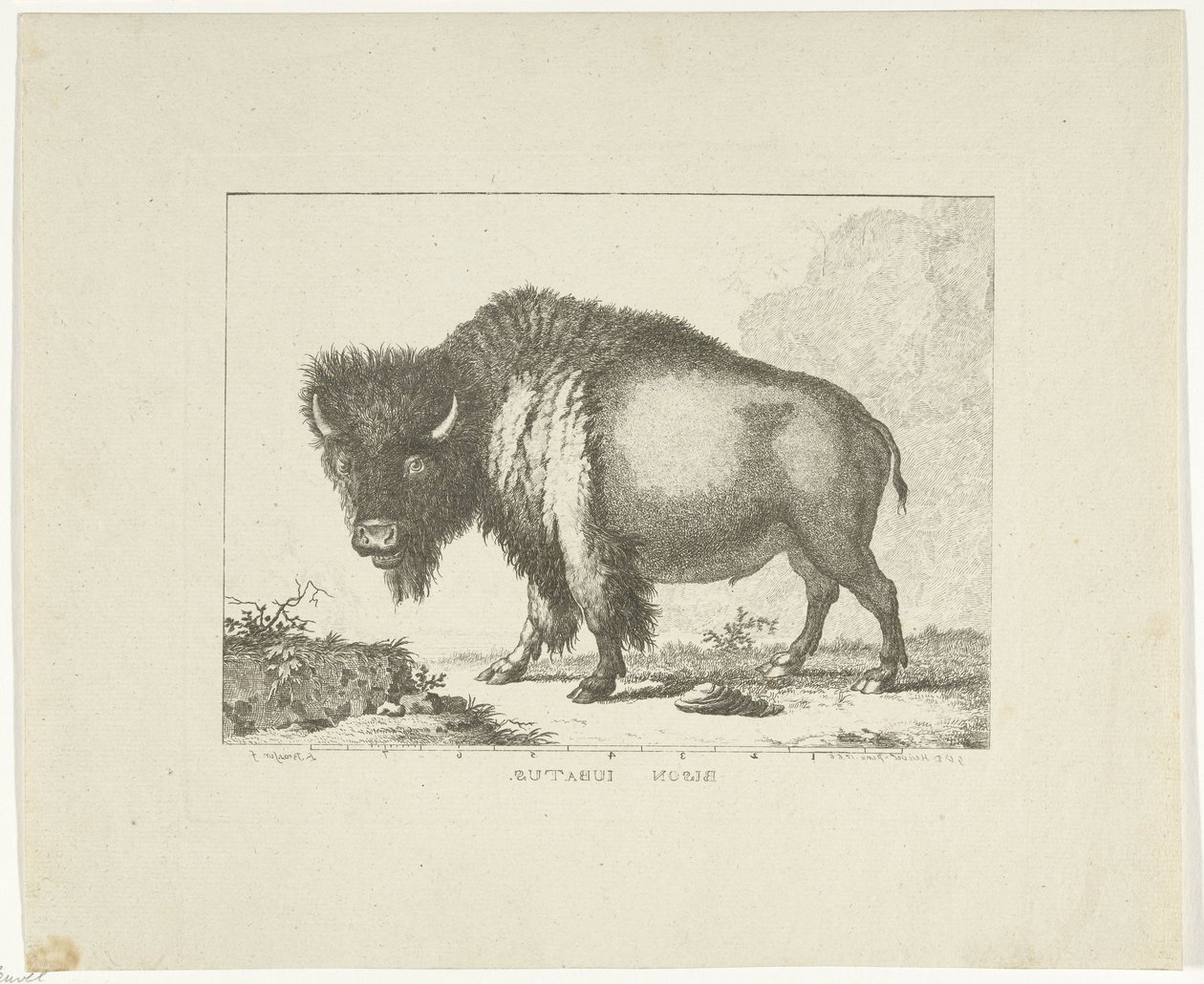 Bison - Leendert Brasser