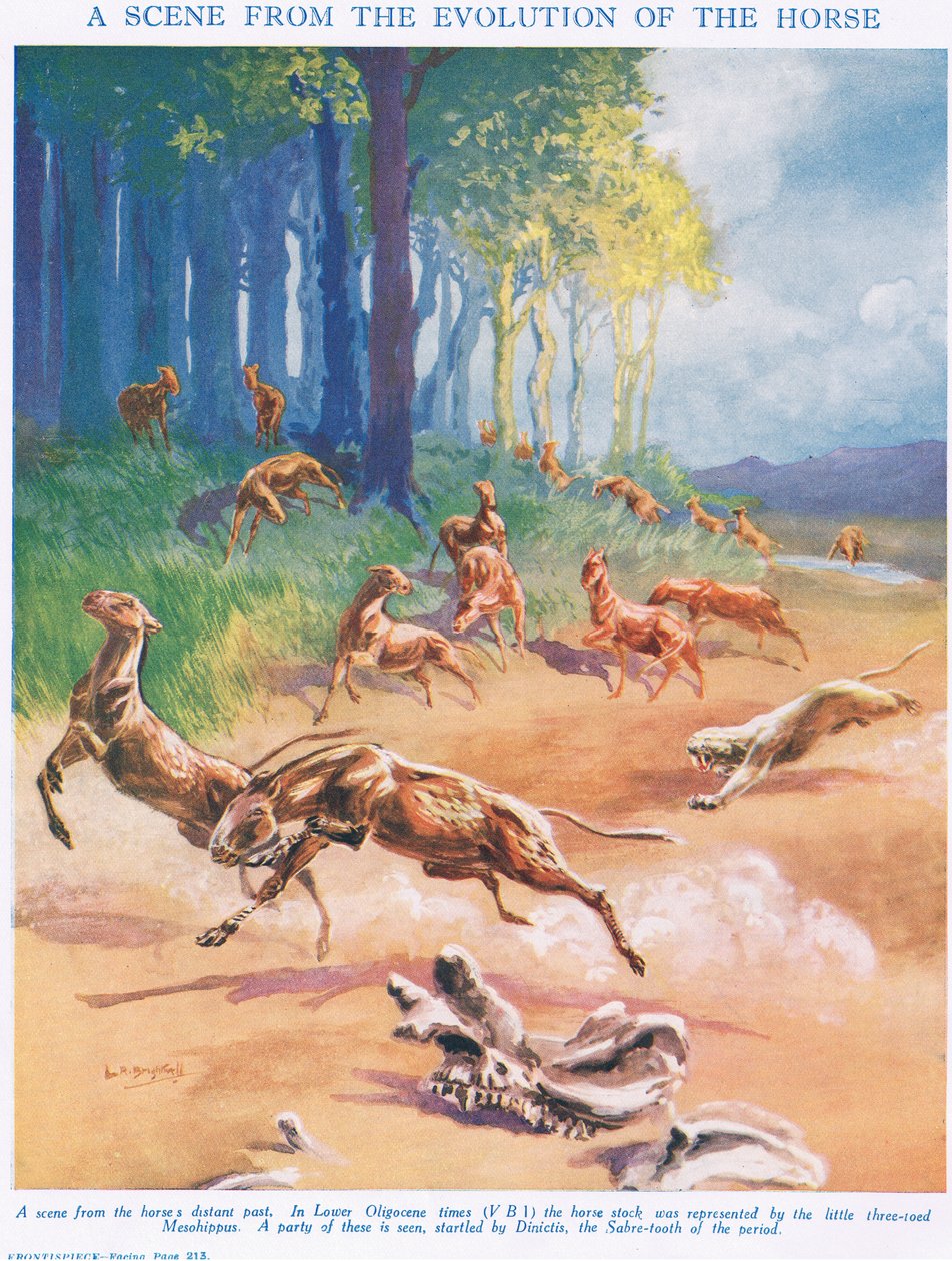 Mesohippus, illustration de 