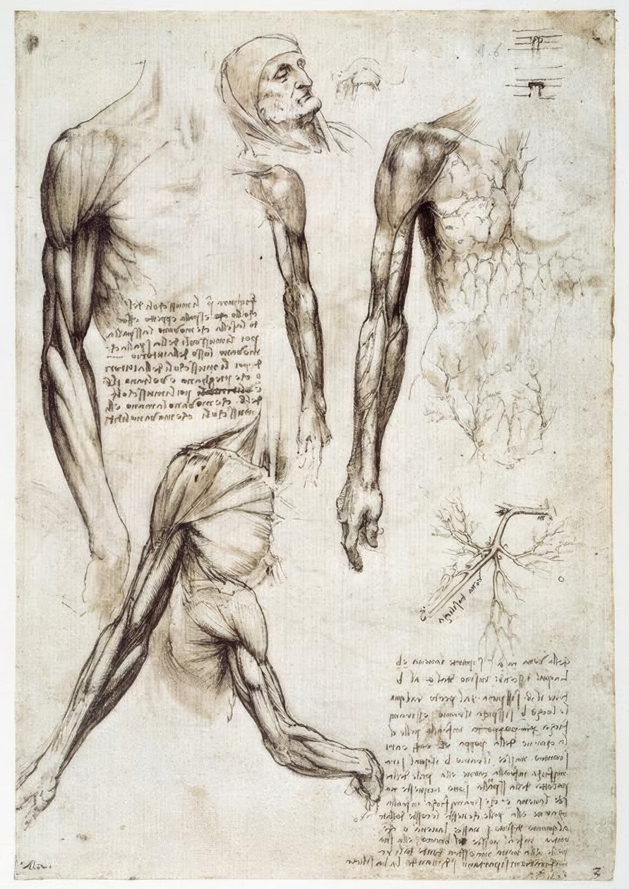 Études anatomiques - Leonardo da Vinci