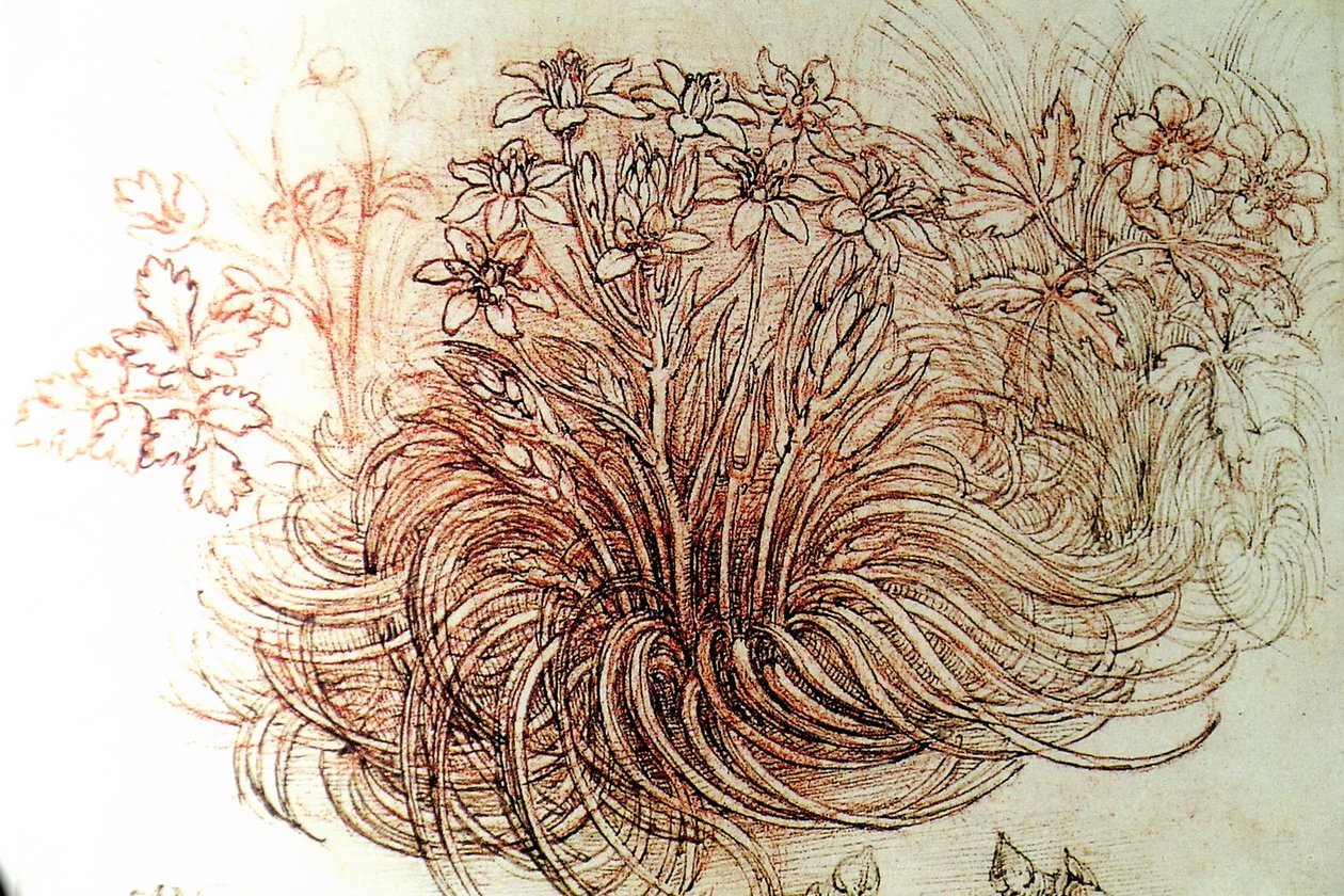 Fleurs - Leonardo da Vinci