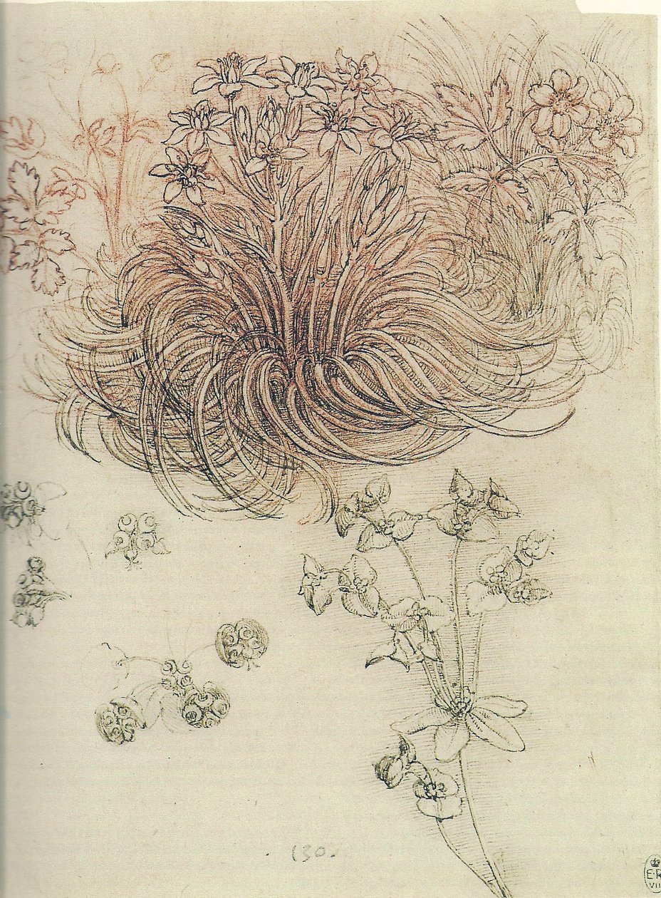 Ornithogalum (Étoile de Bethléem) - Leonardo da Vinci