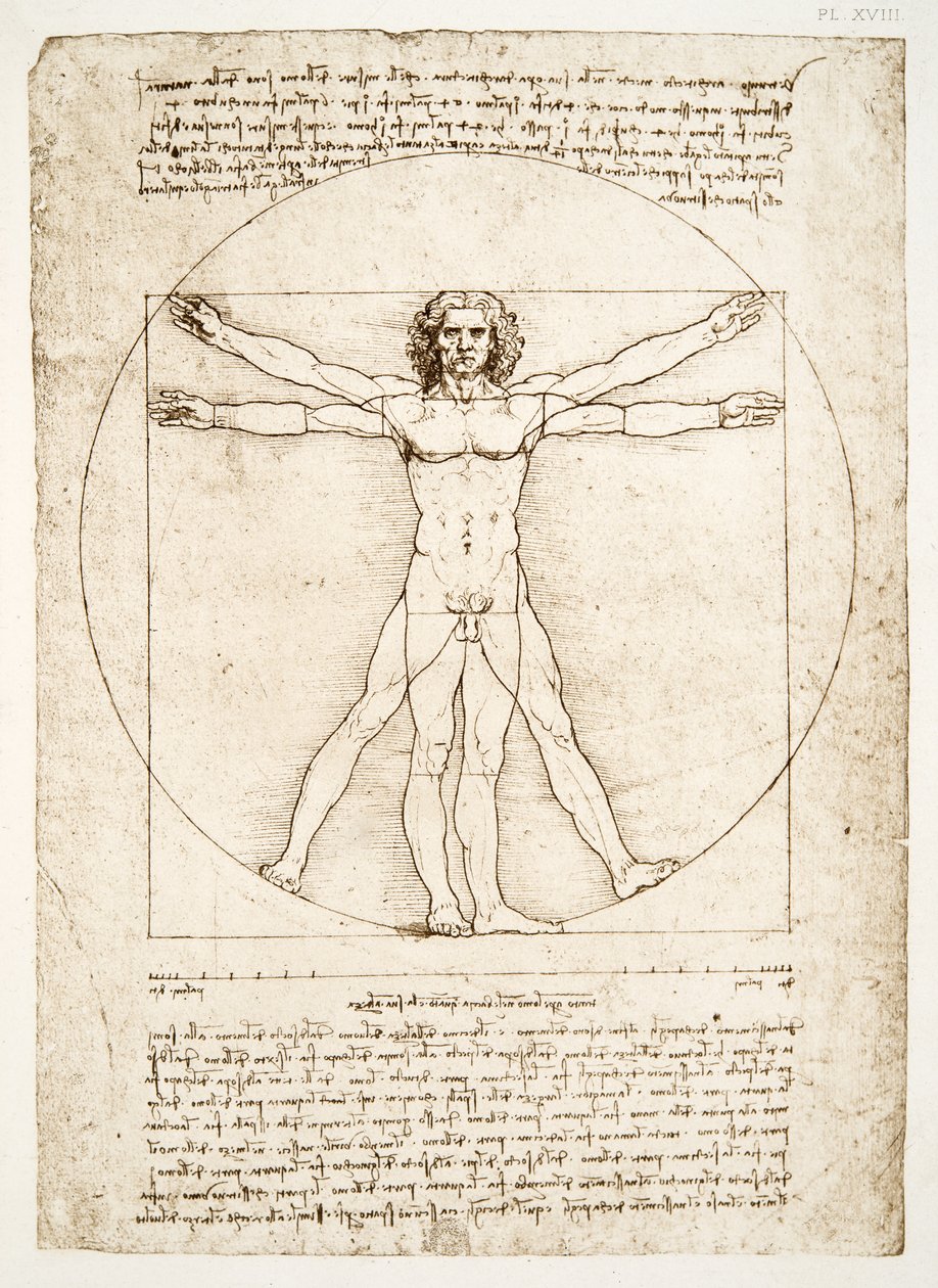 Les proportions de la figure humaine (d