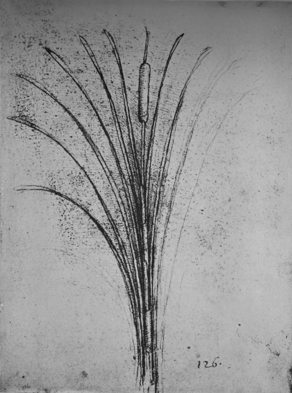 Un Roseau, vers 1480, 1945 - Leonardo da Vinci