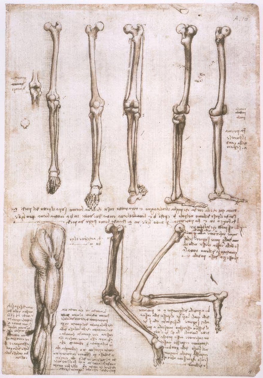 Études anatomiques - Leonardo da Vinci