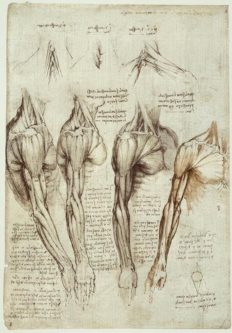 Études anatomiques - Leonardo da Vinci
