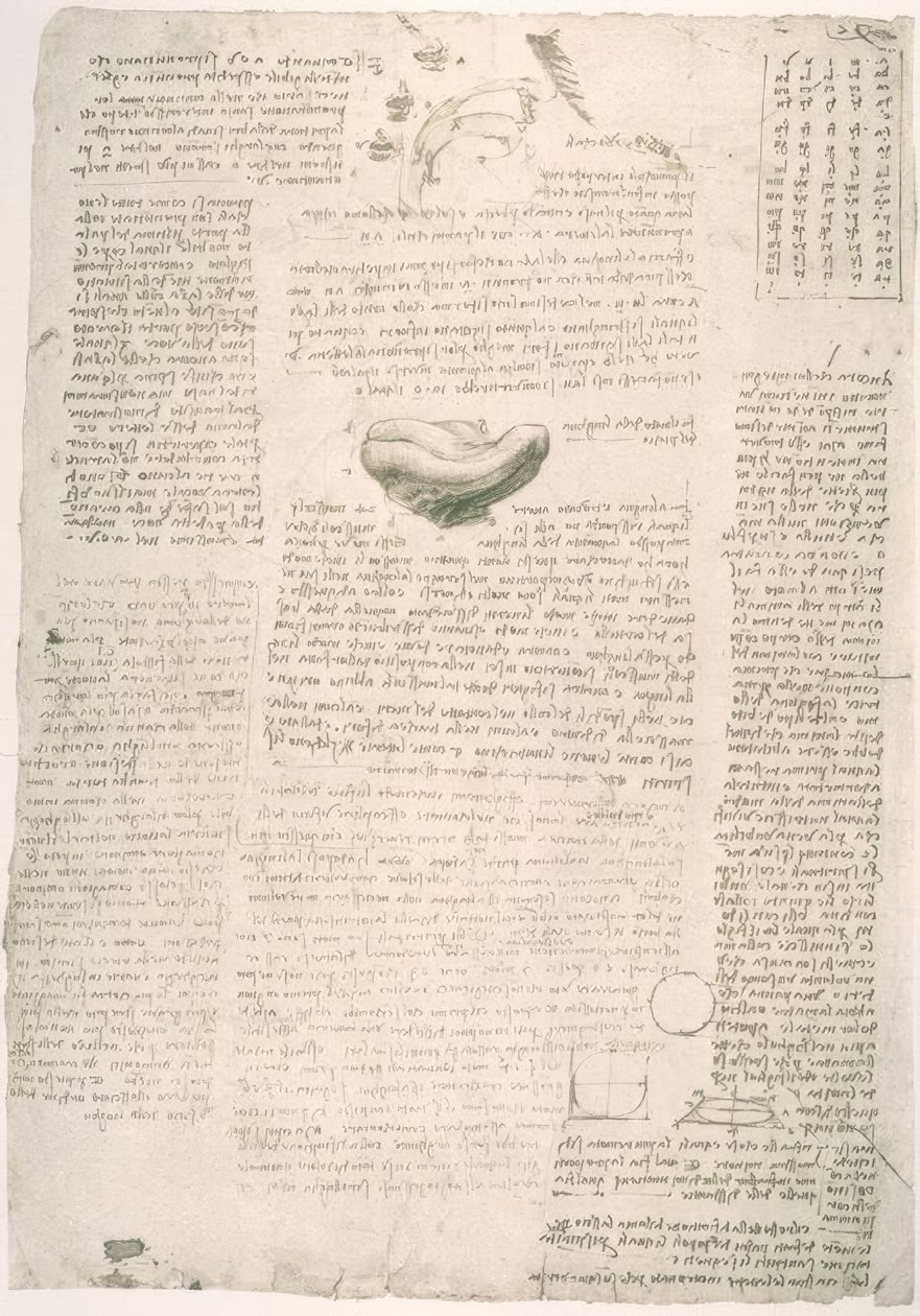 Études anatomiques - Leonardo da Vinci