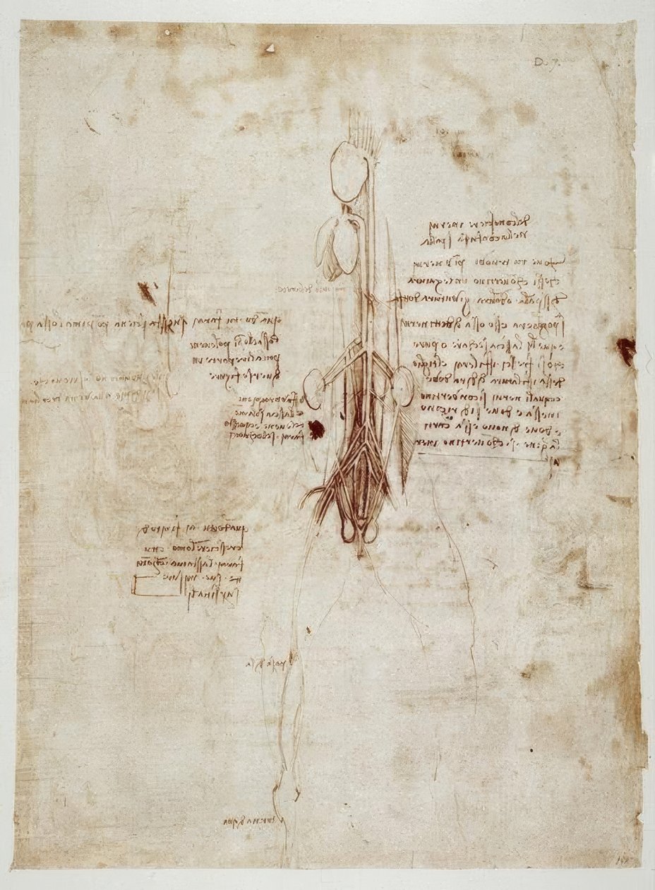 Études anatomiques - Leonardo da Vinci
