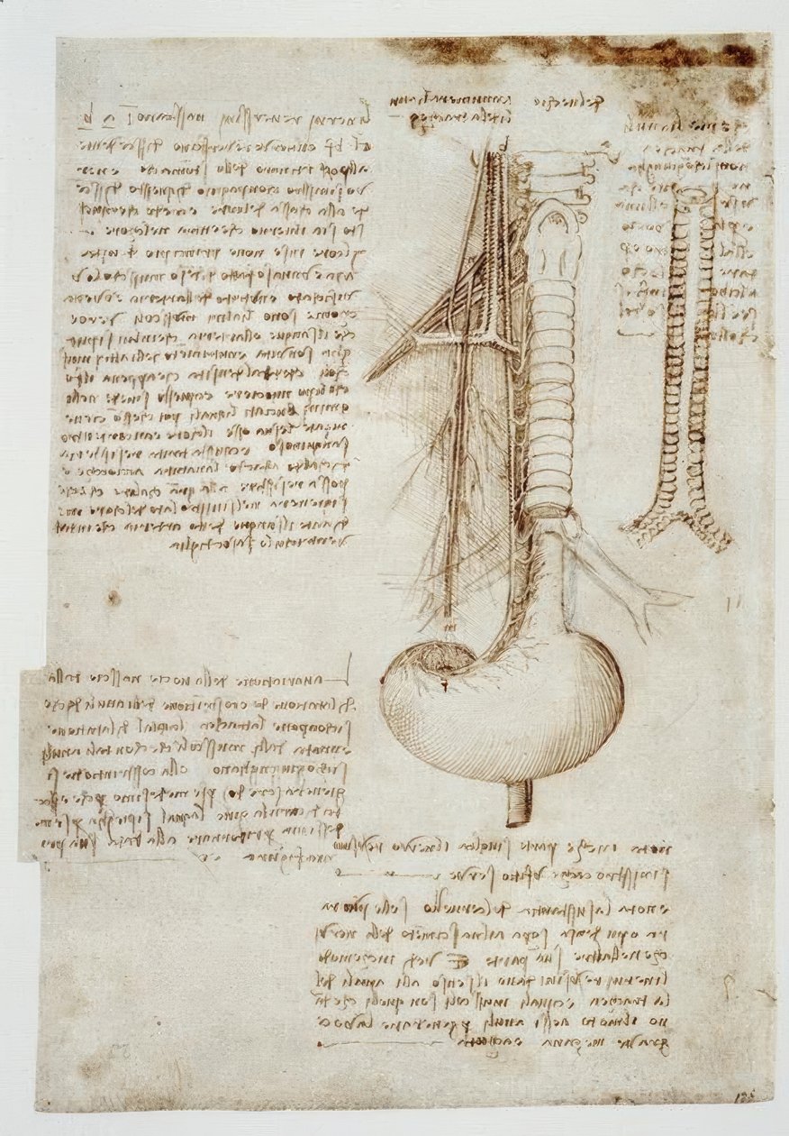 Études anatomiques - Leonardo da Vinci
