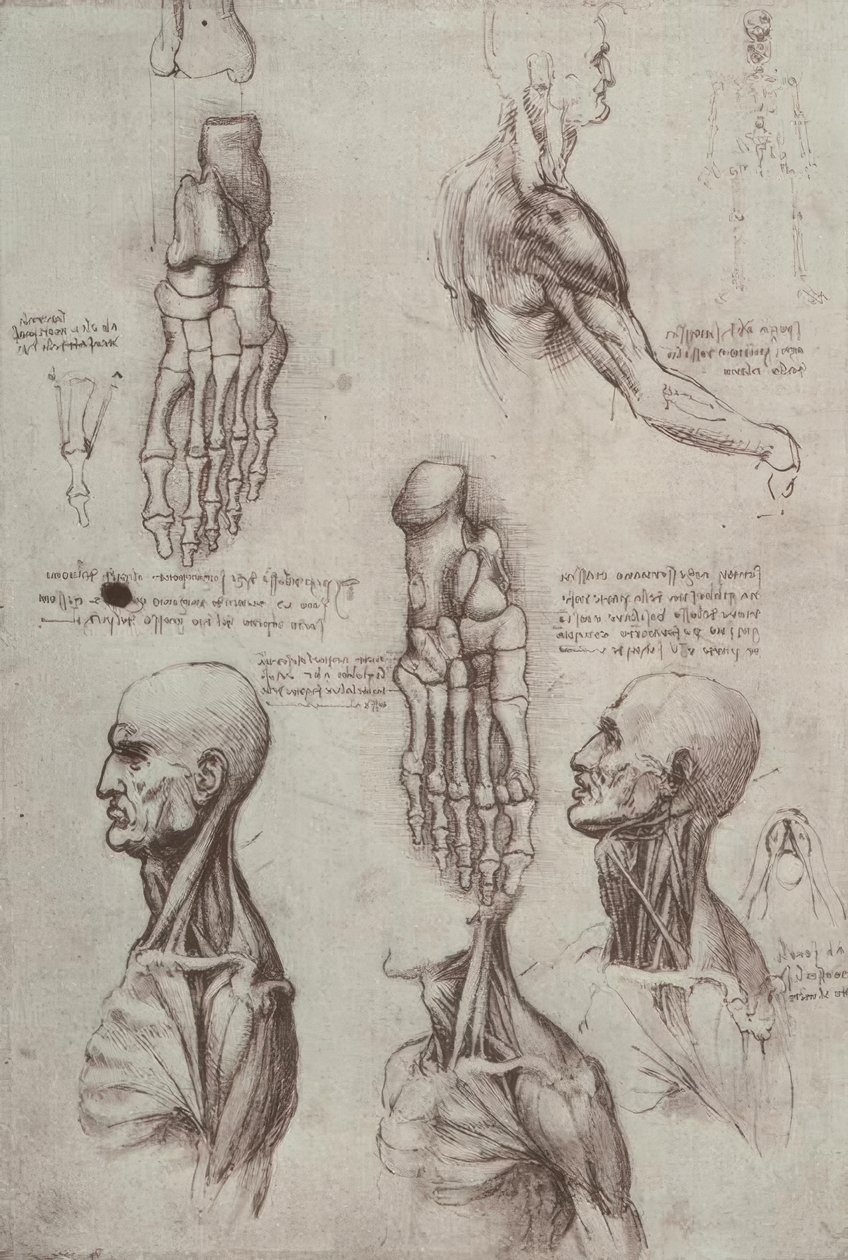 Études anatomiques - Leonardo da Vinci