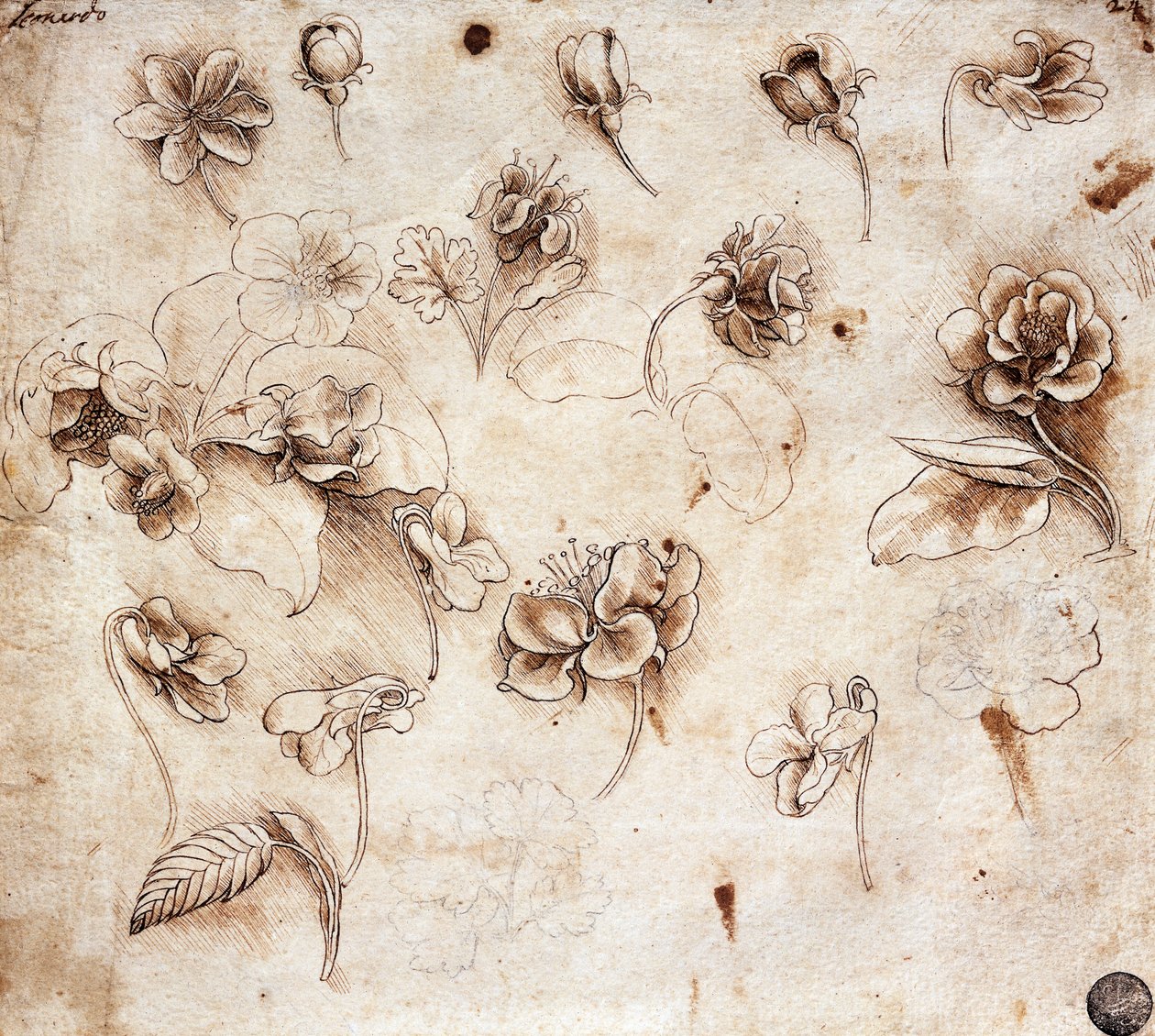 Table botanique, dessin 237 - Leonardo da Vinci