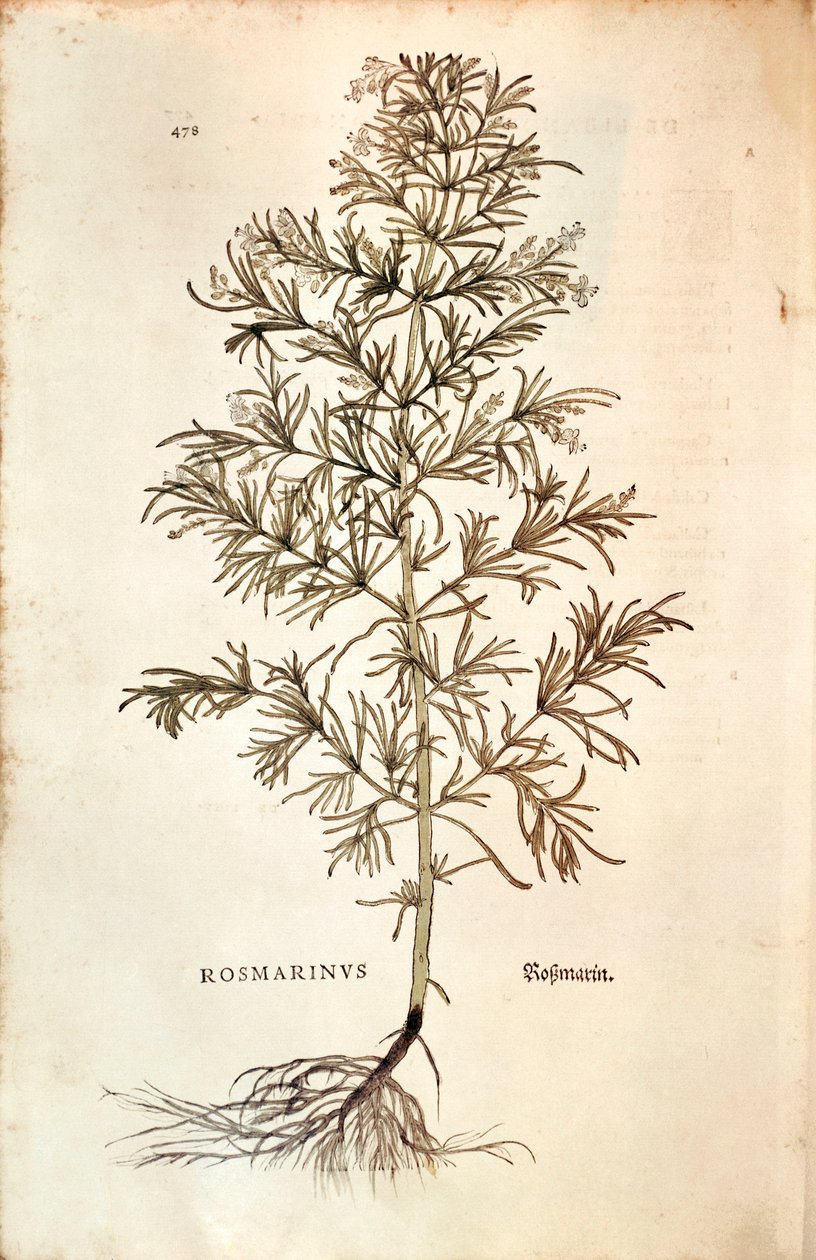 Romarin (Rosmarinus officinalis) - Leonhard Fuchs