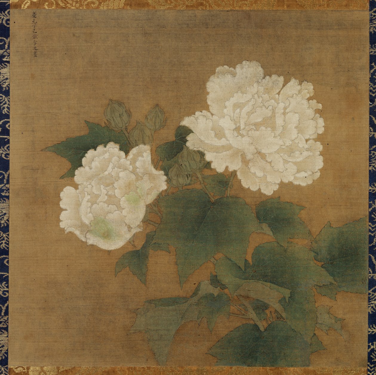Hibiscus blancs - Li Di