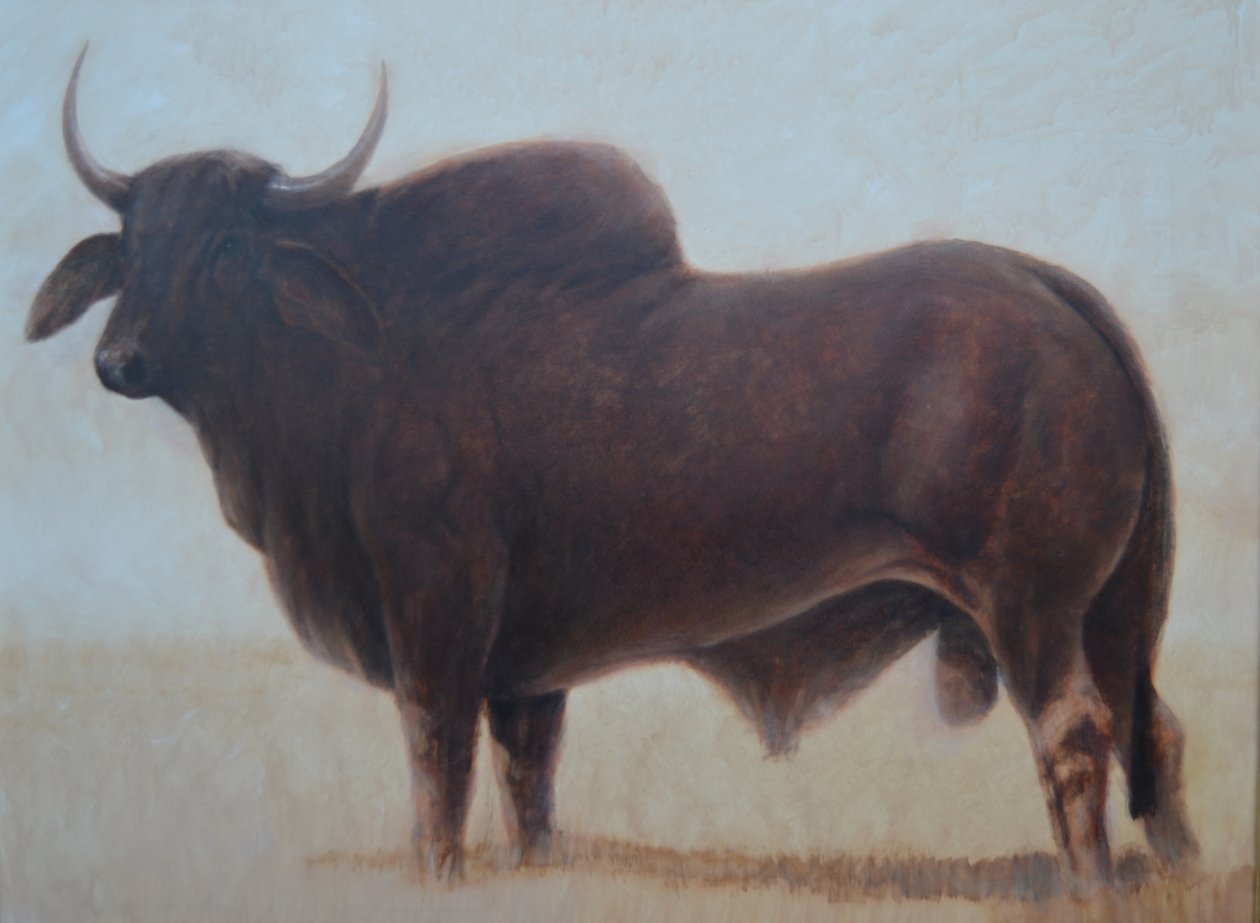 Taureau Brahmane - Lincoln Seligman