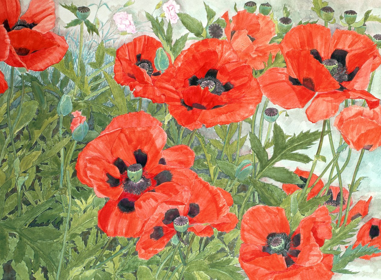 Coquelicots - Linda Benton