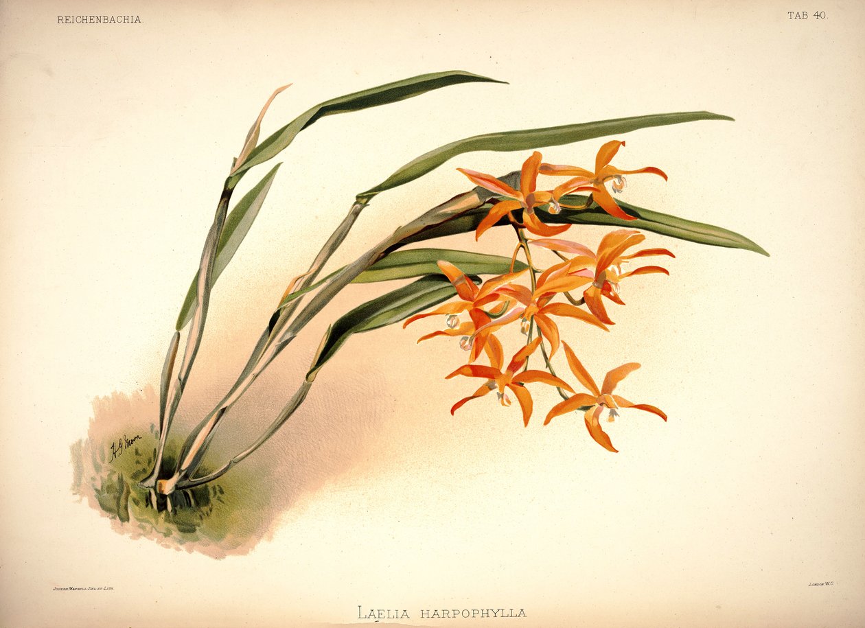 Cattleya harpophylla - London H. Sotheran and Co.