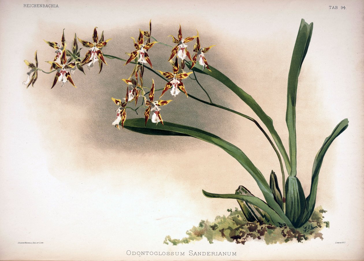 Odontoglossum constrictum syn.: Odontoglossum sanderianum - London H. Sotheran and Co.