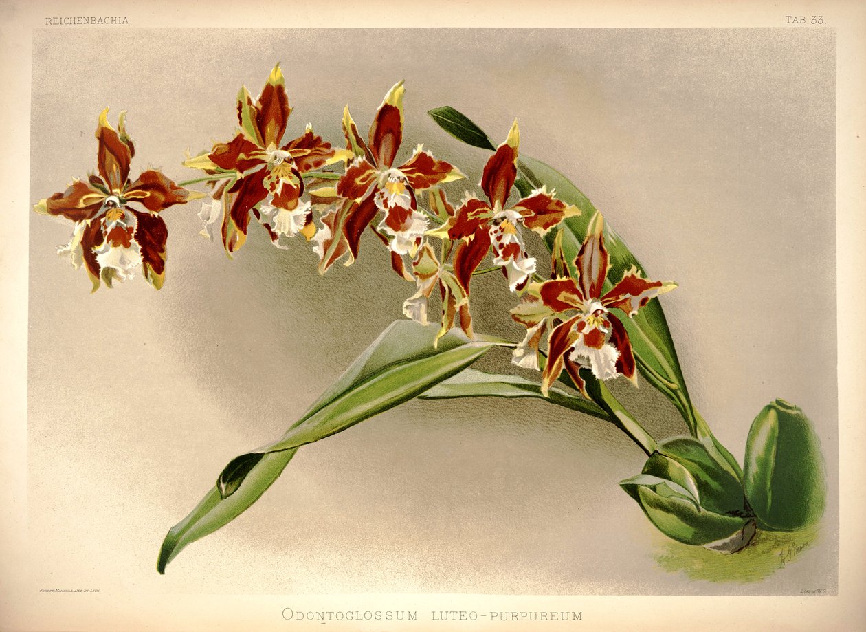 Odontoglossum luteopurpureum - London H. Sotheran and Co.