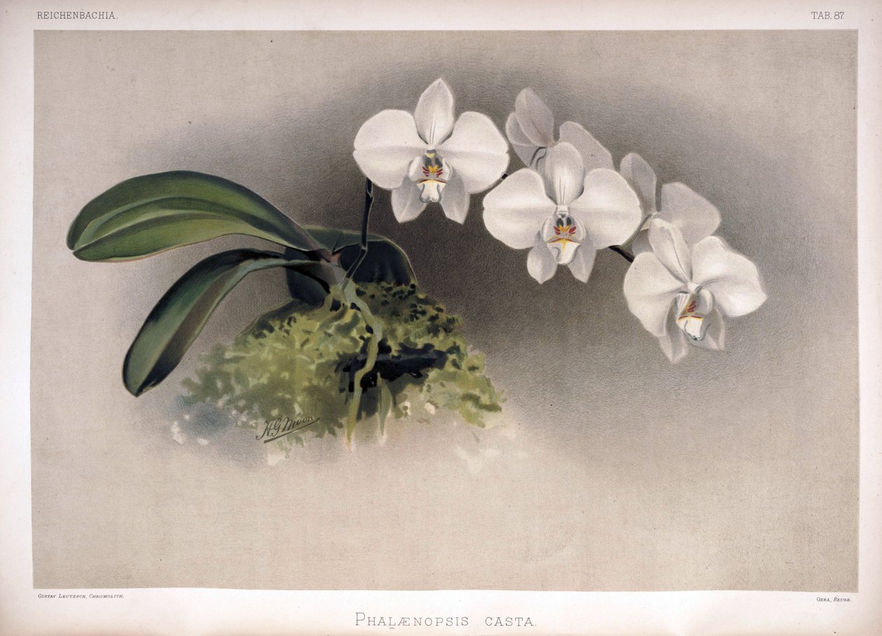 Phalaenopsis × leucorrhoda comme syn - London H. Sotheran and Co.