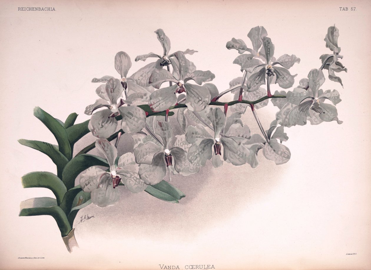 Vanda coerulea - London H. Sotheran and Co.