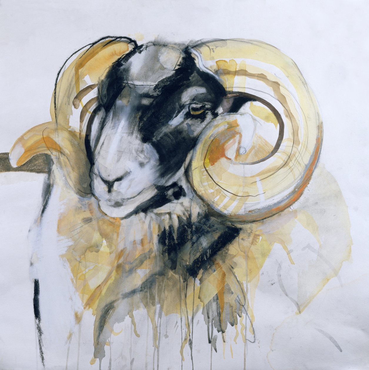 Mouton à longues cornes - Lou Gibbs