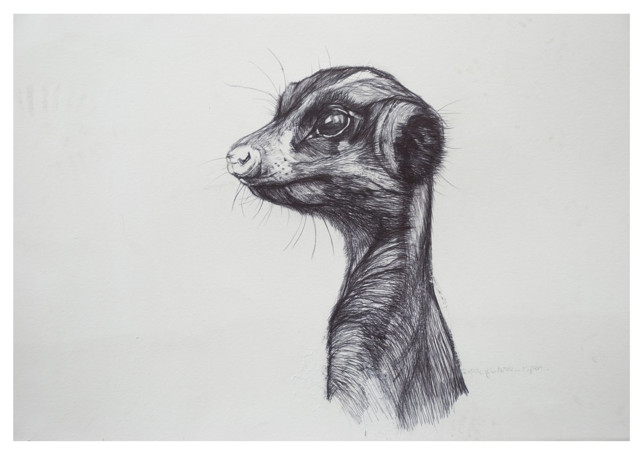 Suricate, 2016 - Lou Gibbs