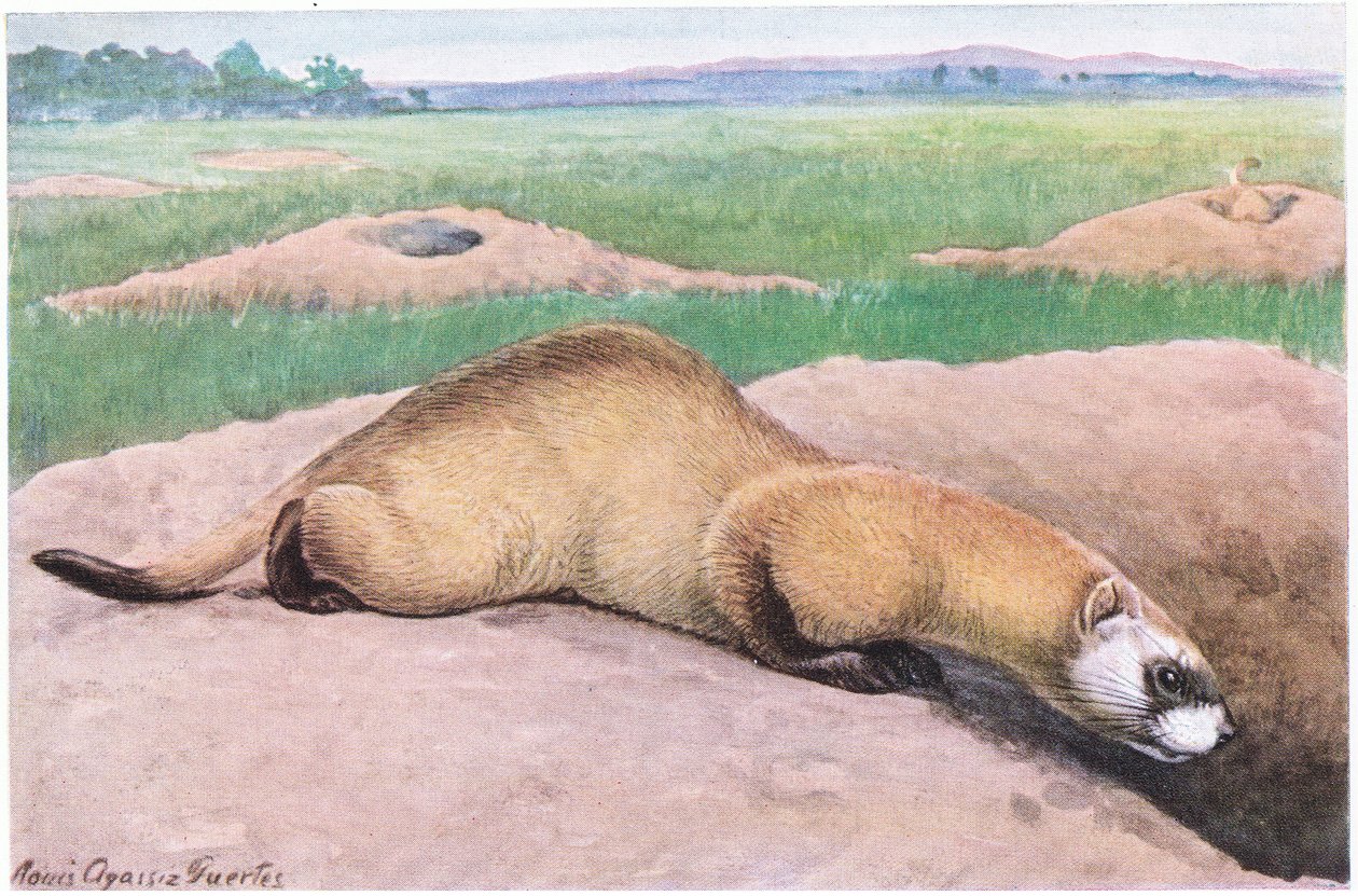 Furet à pieds noirs, masque noir, pieds et bout de la queue noirs, un des mammifères les plus rares d