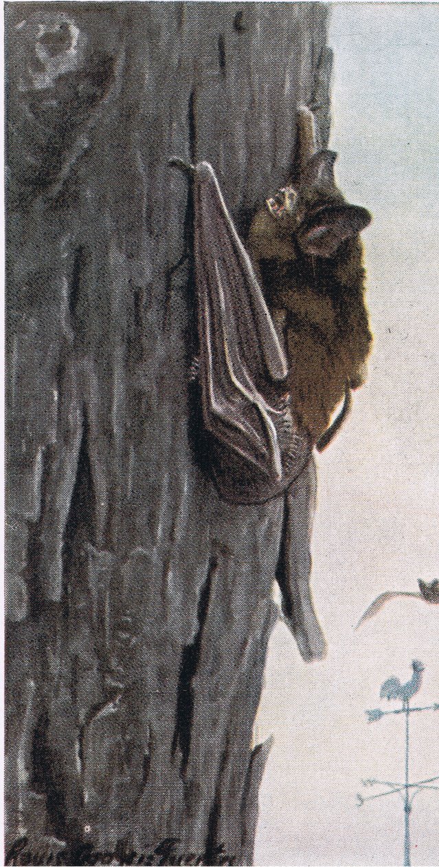 Petite chauve-souris brune - Louis Agassiz Fuertes