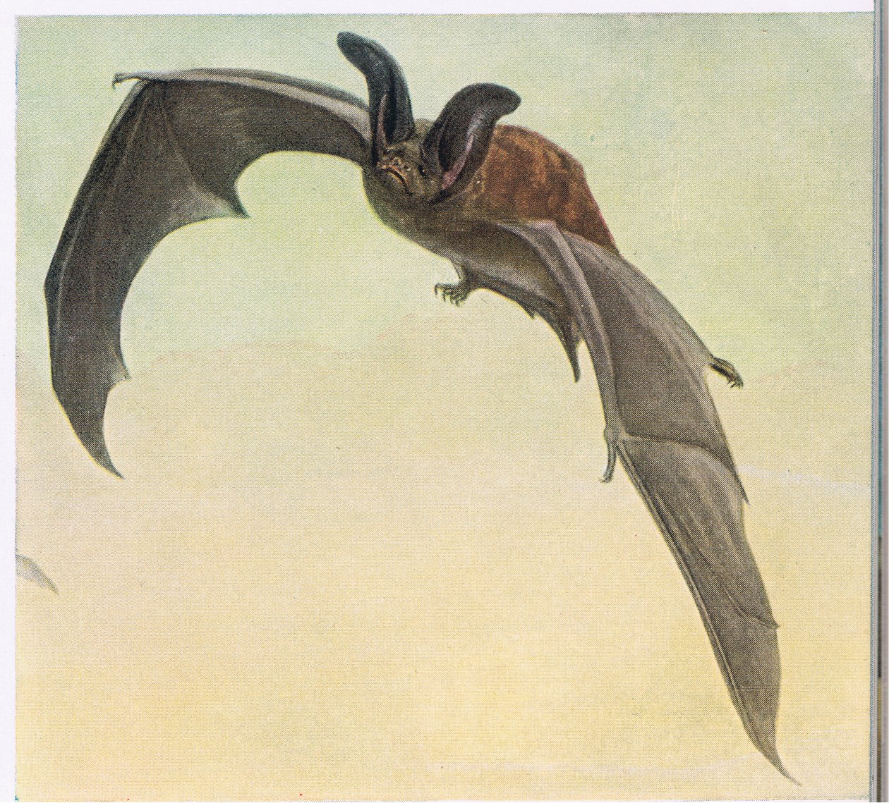 Chauve-souris pâle - Louis Agassiz Fuertes