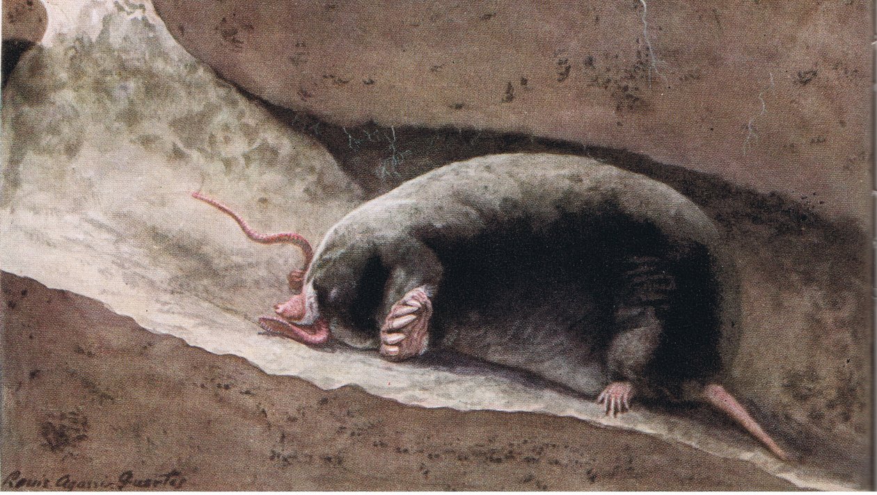 Townsend Mole - Louis Agassiz Fuertes