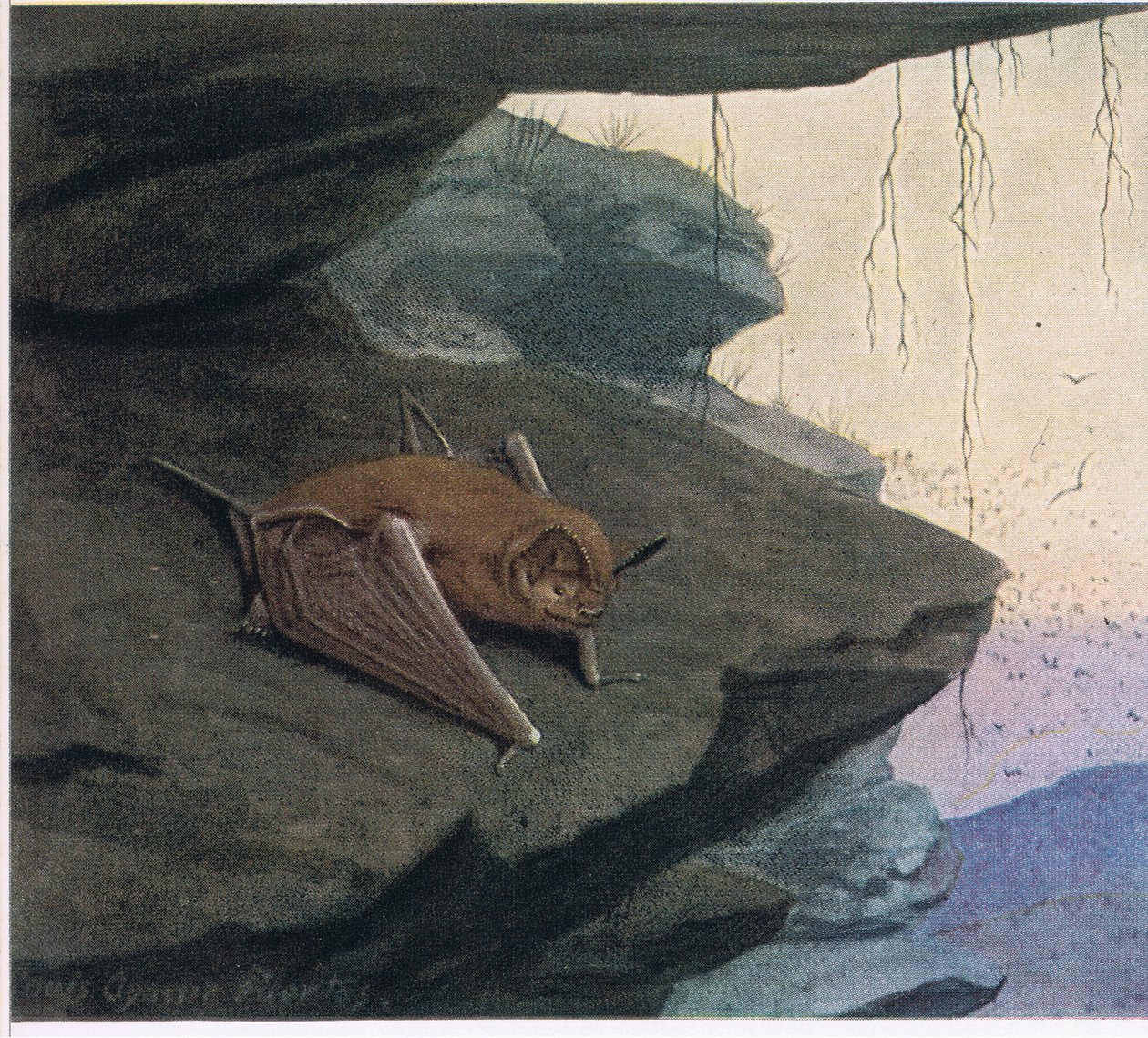 Chauve-souris à queue libre - Louis Agassiz Fuertes