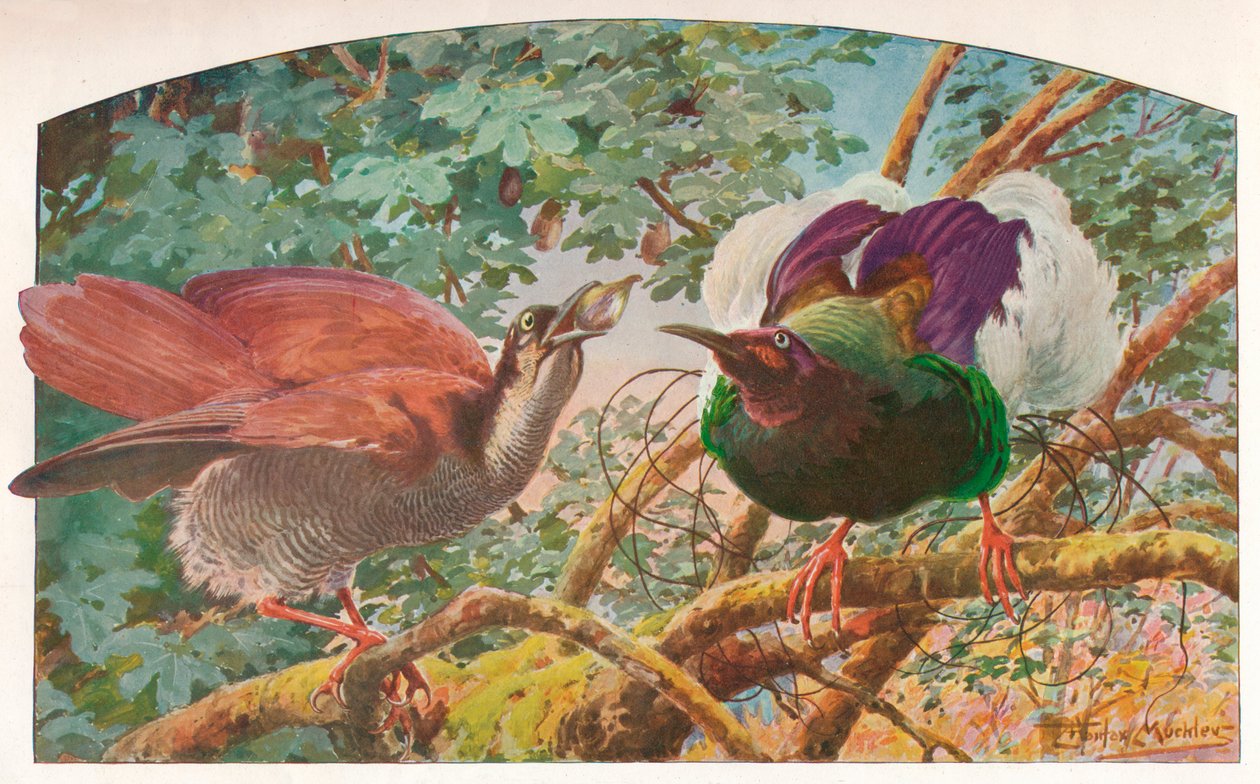 Oiseaux de paradis à douze fils, c. 1910, 1911 - Louis Fairfax Muckley