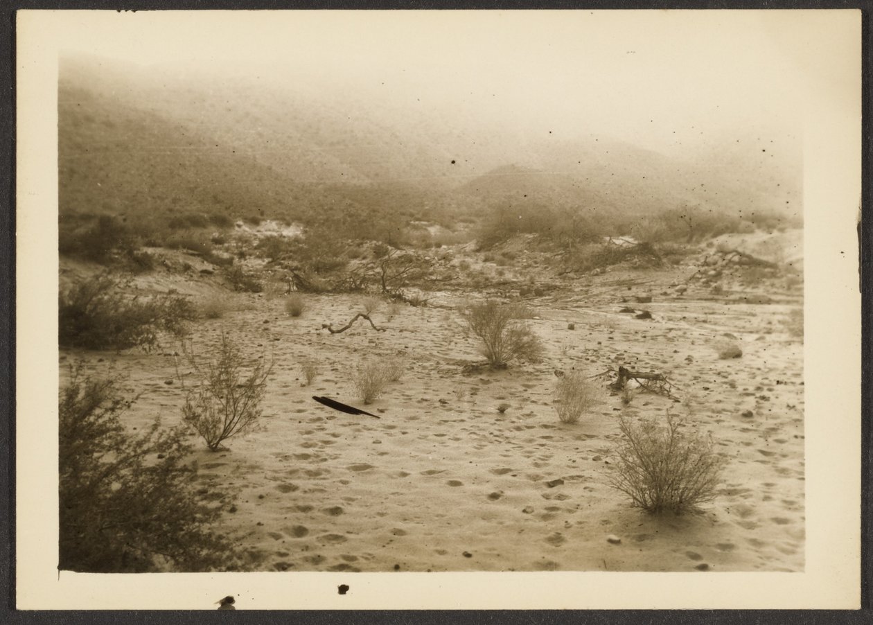 [Coyote Canyon] - Louis Fleckenstein