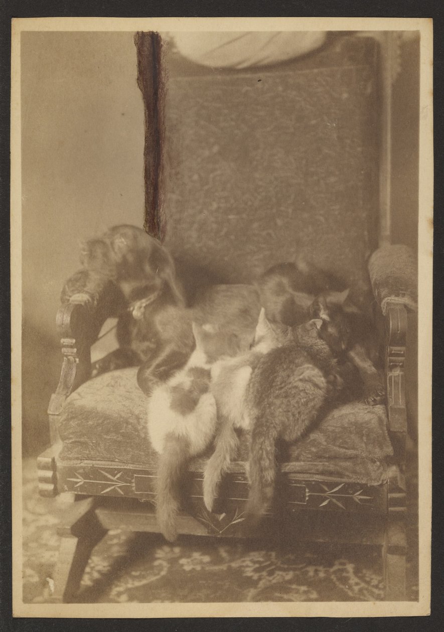 [Câlins Chats et Chiens] - Louis Fleckenstein