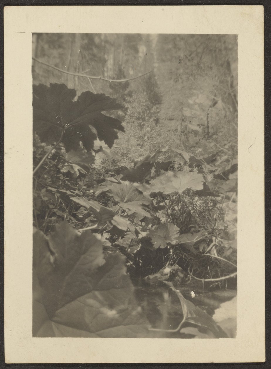 [Paysage] - Louis Fleckenstein