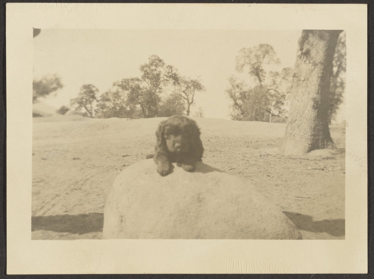 [Chiot sur le rocher] - Louis Fleckenstein