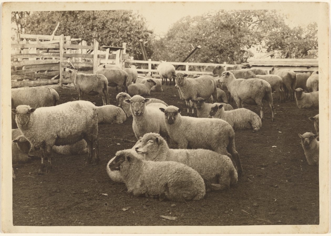 [Mouton dans l