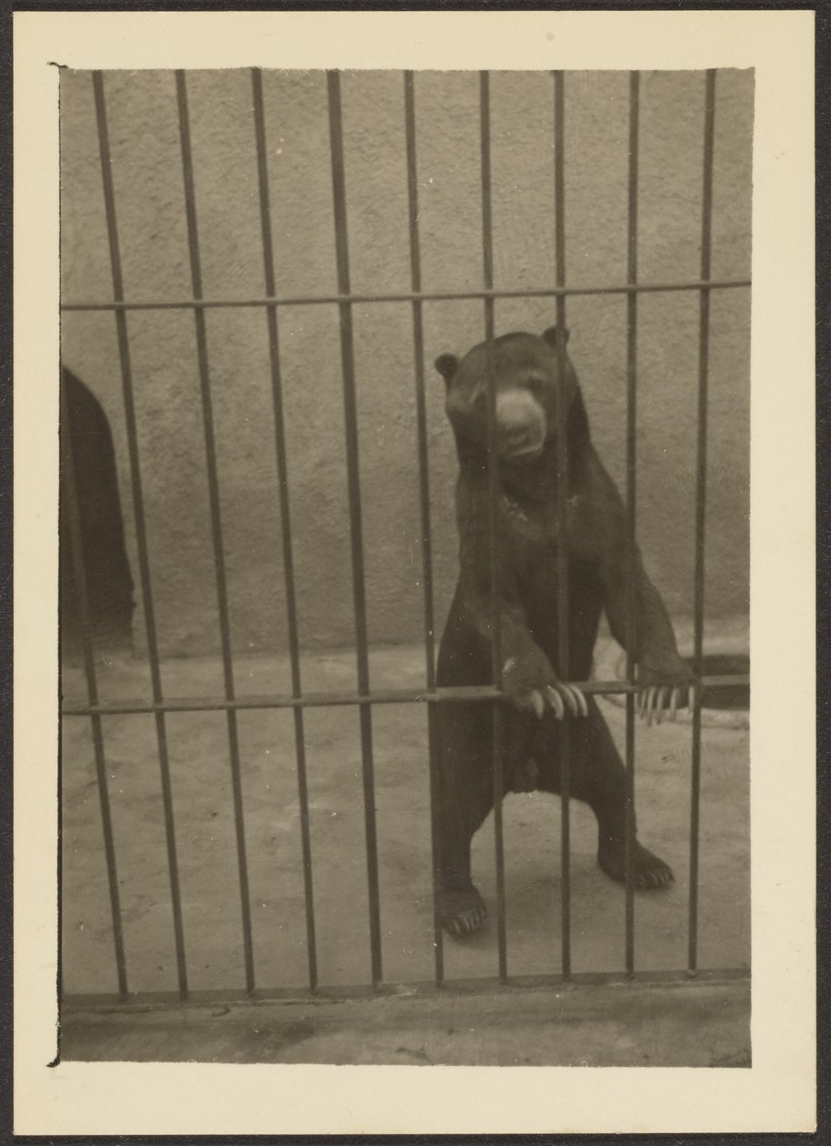 [Ours paresseux en cage] - Louis Fleckenstein